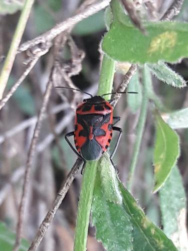 Eurydema ventralis